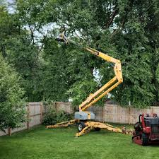 How Our Tree Care Process Works  in  Stockton, CA