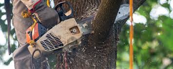 Best Storm Damage Tree Cleanup  in Stockton, CA